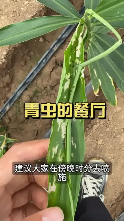 青虫反反复复打不住怎么办？#新农人计划2025 #乡村生活家 #大姜种植 #抖音助农