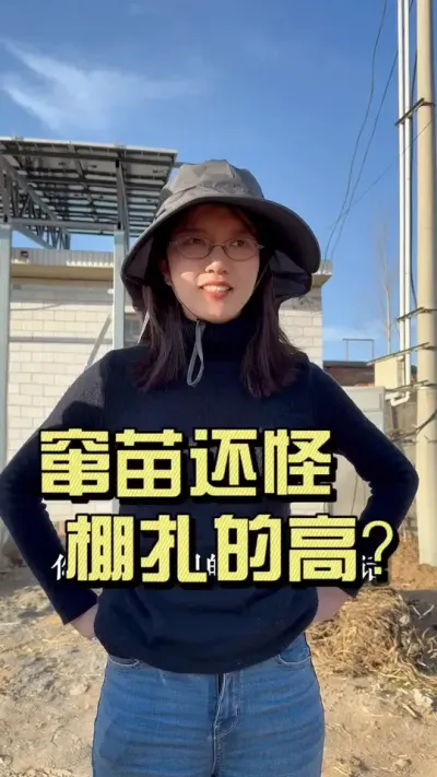 高棚好还是低棚好？#抖音助农扶农 #大姜种植 #乡村生活家 #新农人计划2025