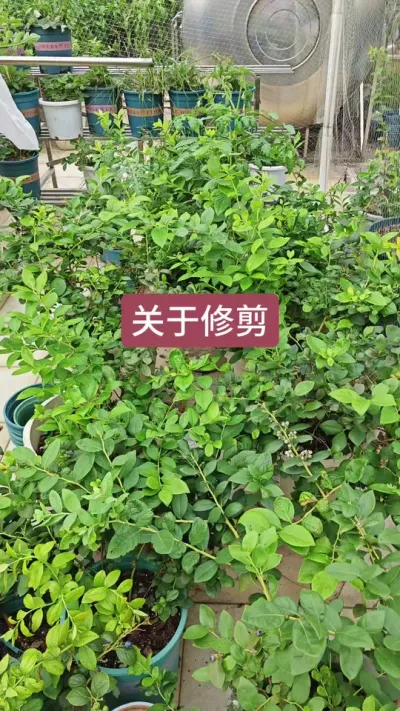 蓝莓果后修剪，蓝莓什么时候修剪，蓝莓的修剪事项#蓝莓修剪 #蓝莓管理 #蓝莓养护 #盆栽蓝莓种植技术 #蓝莓种植