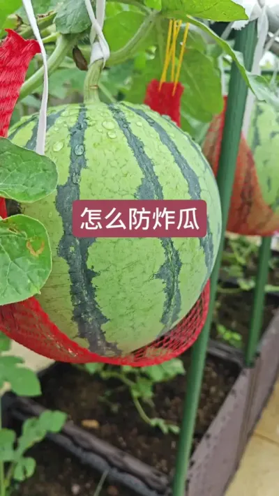 楼顶种西瓜，西瓜的种植方法，下雨天西瓜会炸吗？#三农种植 #小西瓜  #楼顶花园 #西瓜苗 #盆栽西瓜