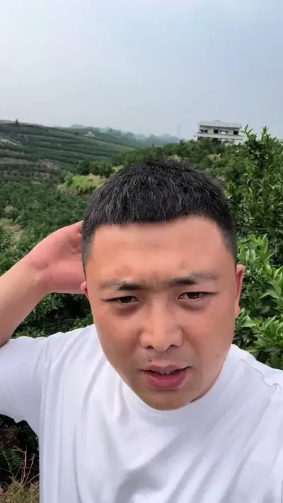 你们觉得这两天盖遮阳网早不#三农 #三农种植 #柑橘种植