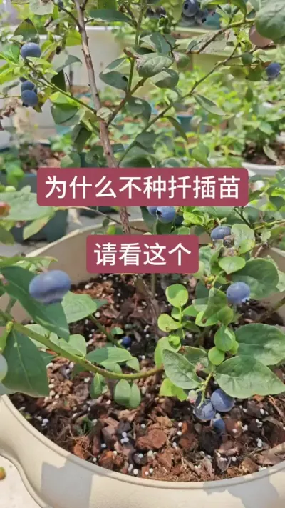 什么不能种蓝莓的扦插苗？#蓝莓种植 #蓝莓 #盆栽蓝莓 #种蓝莓 #蓝莓苗