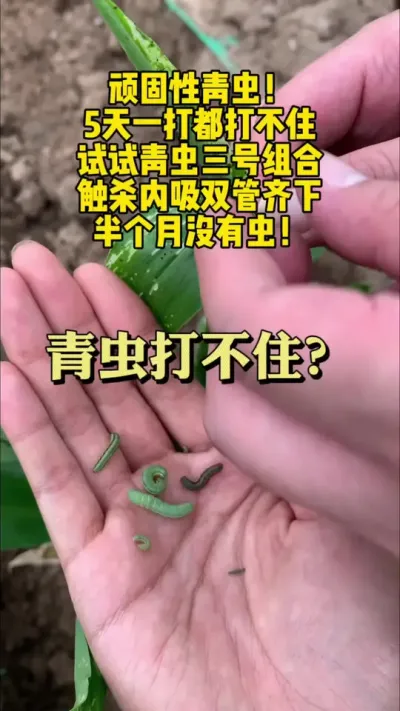 一扒拉青虫老中青三代都有，今年虫害格外猖獗，咱们注意轮换用药，试试青虫三号打一次管半月二十天。#新农人计划2025 #乡村守护人 #大姜种植 #来抖音学农技