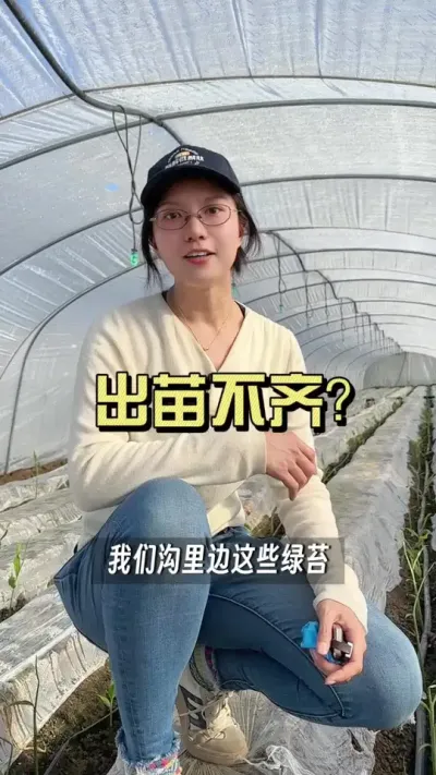 出苗不齐是什么原因？#新农人计划2025 #抖音助农扶农 #大姜种植 #乡村生活家 #来抖音学农技
