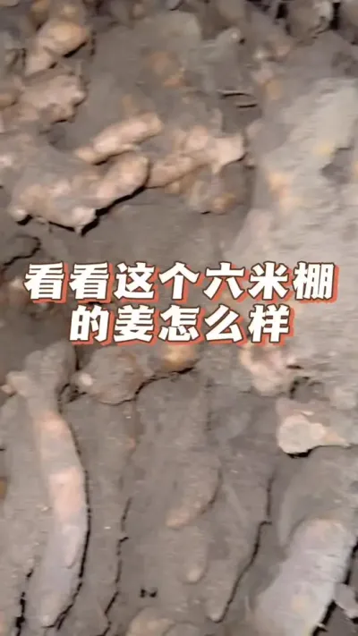 看看这个6米棚的姜怎么样？#新农人计划2025 #大姜种植 #乡村守护人 #来抖音学农技