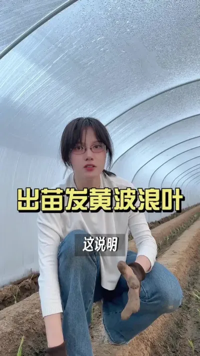 出苗发黄波浪叶，还不舍得放风呢？#新农人计划2025 #抖音助农扶农 #大姜种植 #乡村生活家 #来抖音学农技