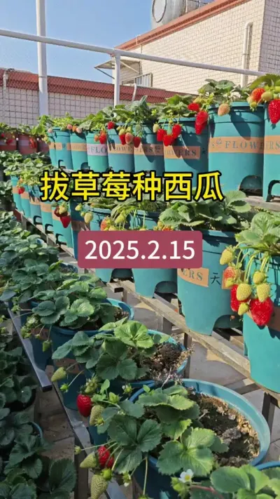楼顶种植盆栽西瓜种植#瓜苗种植 #盆栽小西瓜 #西瓜种植技术 #阳台种西瓜教程 #阳台小院均可种植