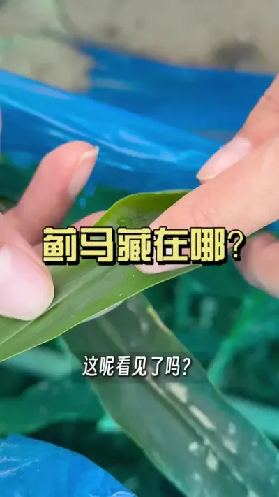 现在很多卷卷着叶子的，打开基本都是蓟马，蓟马藏在叶芯里打又打不住，怎么办呢？#新农人计划2025 #乡村守护人 #大姜种植 #来抖音学农技