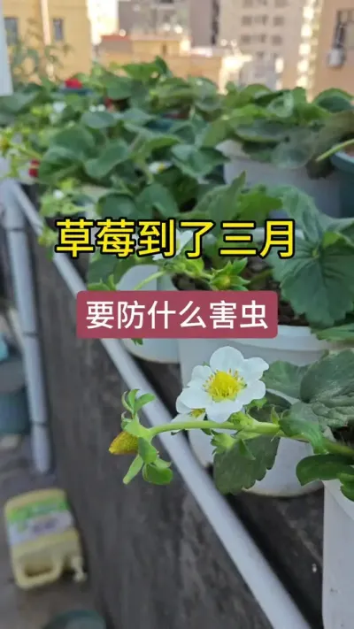 草莓种植方法盆栽需要注意什么，现在种草莓要防什么病虫害#种草莓 #草莓种植方法 #草莓苗种苗 #草莓生长过程 #草莓苗