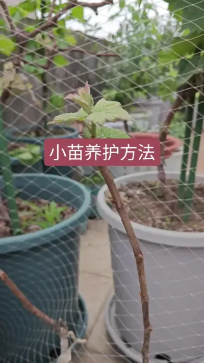 葡萄小苗种下该怎么养护呢，什么时候施肥，留几个芽#葡萄种植方法 #葡萄树种植技巧 #葡萄技术 #种葡萄全过程 #葡萄种植技巧