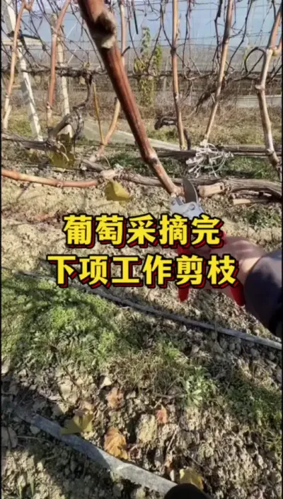 葡萄采摘完，下项工作剪枝#三农 #果树管理 #果树种植