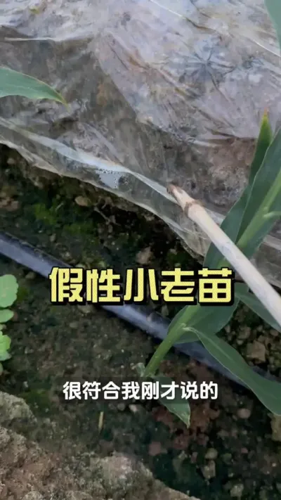 这个情况你冲再多肥也没用！#新农人计划2025 #来抖音学农技 #乡村守护人 #大姜种植 #小老苗
