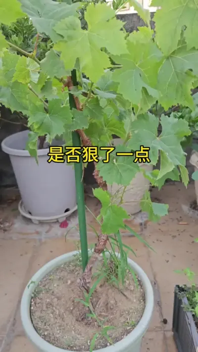 葡萄种植#种植小技巧 #三农种植 #葡萄苗 #葡萄树 #楼顶种植