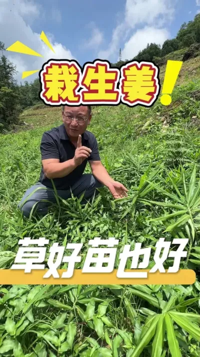 今天我们回访客户的姜地，姜的长势是非常好的，只是杂草也很旺盛，后续只能人工拔草来处理，没其他大问题。#种姜#生姜种植#杂草#三农