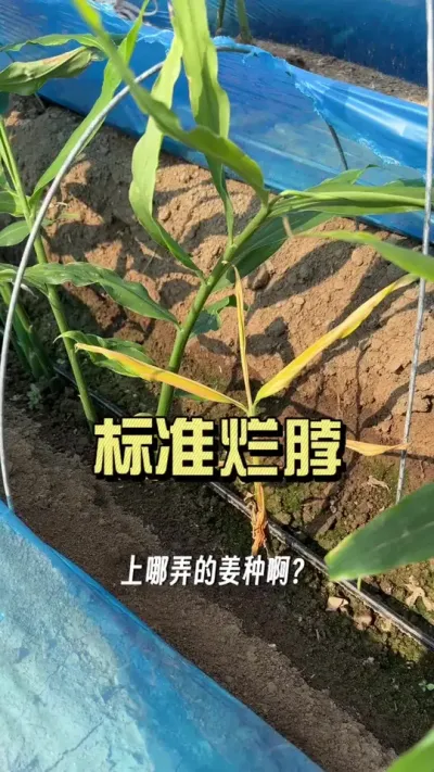烂脖子容易在分球鼓叉的时候爆发，看到一棵的时候，前后十几棵也已经有病菌了。  #大姜种植 #病虫害防治 #来抖音学农技