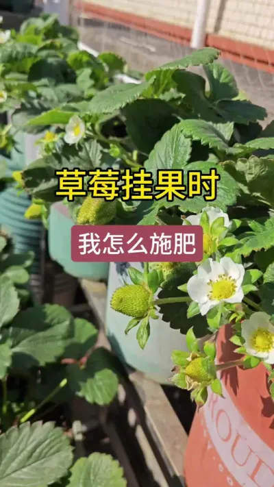 草莓挂果了怎么施肥#草莓种植方法 #草莓养护方法 #草莓生长过程 #草莓种植管理技术和方法 #草莓肥料