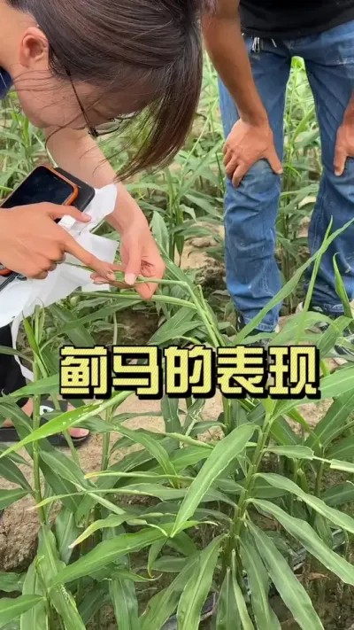 现在处理撤膜期，很多人姜地有大苗卷心、七字钩，先别着急去冲生根的，这有可能是被蓟马做窝了。#农忙 #大姜种植 #来抖音学农技 #新农人计划2025