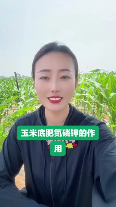 玉米底肥氮磷钾的作用 知道了这些大家也都大概明白怎么配底肥了，没有完美的配比，只能相对往上去靠#玉米 #助力三农 #抖音助农扶农 #濮兴11