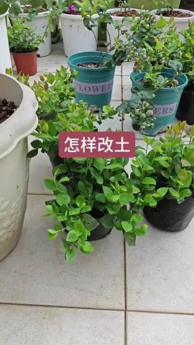蓝莓的种植过程，种蓝莓用什么土#蓝莓专用 #蓝莓种植 #种蓝莓 #盆栽蓝莓 #蓝莓种植技术