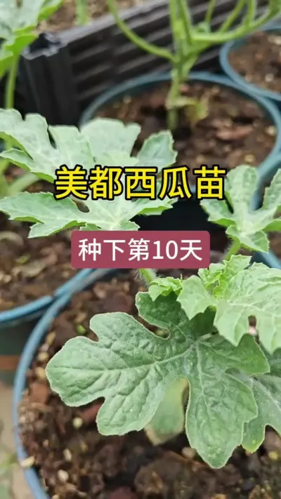 盆栽西瓜种植方法#西瓜种植 #西瓜种植技术 #西瓜怎样管理才能结瓜多 #记录我的种植生活 #西瓜管理