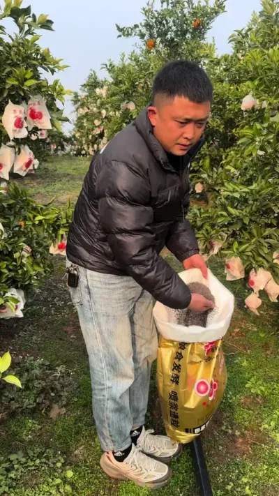 有机加无机的施肥方式才是以后的大方向#关注我每天为你分享更多农业知识 #柑橘种植 #现场实拍 #果树施肥的综合管理方法
