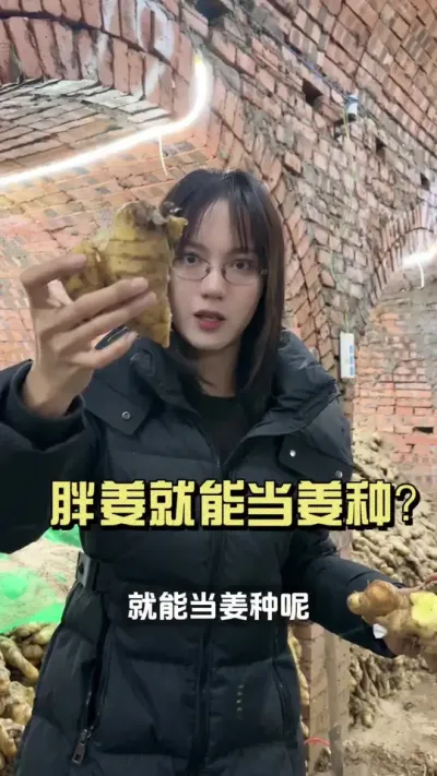 胖的姜就能当姜种吗？#新农人计划2026 #乡村守护人 #大姜种植 #来抖音学农技
