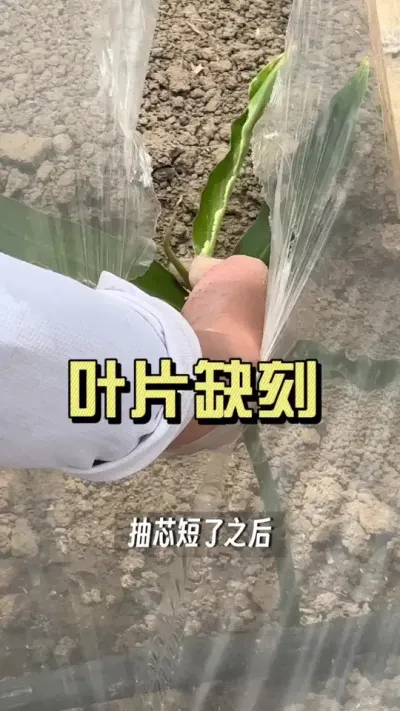 现在温度高，又在姜苗开始分化的阶段，非常容易出现卷边、抽芯变短，严重的可能会导致烂心的问题。如果现在5-6片叶，正在分化的，可以用非常鱼提前预防。如果已经出现缺刻，可以非常鱼+小肽进行补救。#新农人计