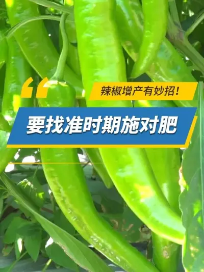 辣椒增产有妙招！要找准时期施对肥 #雅苒国际 #肥料 #农业种植 #辣椒  #辣椒种植
