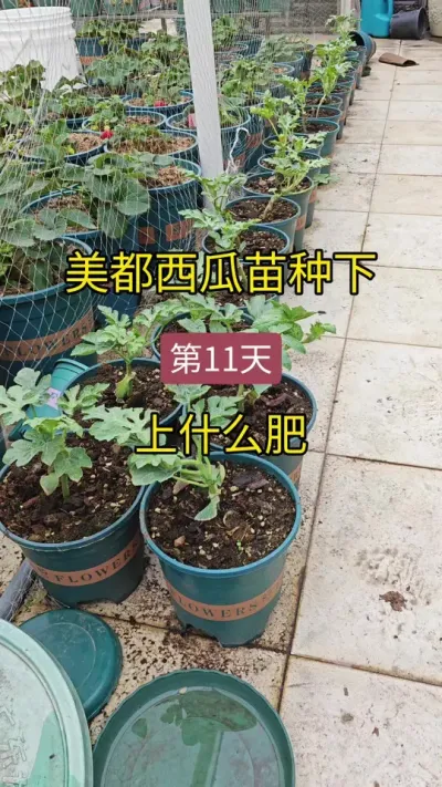 盆栽西瓜苗种植方法#西瓜种植 #西瓜怎样管理才能结瓜多 #记录我的种植生活 #西瓜种植的方法和技术 #盆栽西瓜