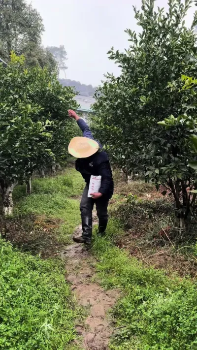 硼肥一袋一亩地，一桶可以使用10亩地#关注我每天为你分享更多农业知识 #柑橘种植 #硼肥的功效与作用 #颗粒硼