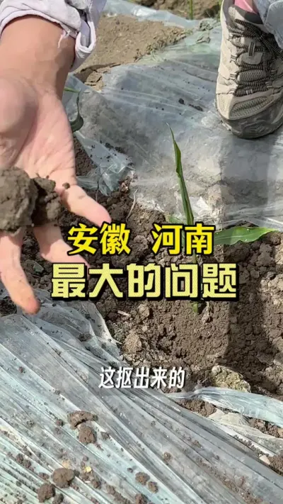 安徽河南这边最大的问题就是&hellip;&hellip;#新农人计划2025 #乡村守护人 #来抖音学农技 #大姜种植