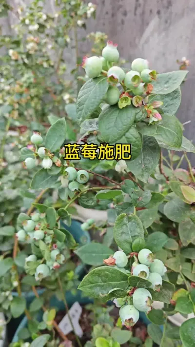蓝莓种植施肥方法#蓝莓种植方法和注意事项 #蓝莓种植 #蓝莓树种植方法 #种植小技巧 #记录我的种植生活