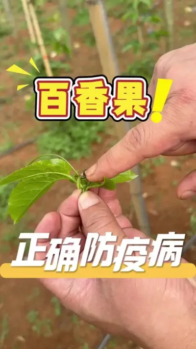 百香果种植，打枝一定要在雨水天过后，确保不会感染病菌，从而避免引发疫病。#百香果#种植小技巧#农业技术推广#疫病防控