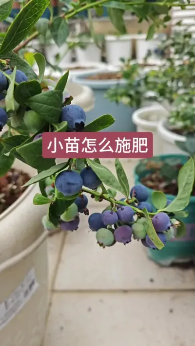 刚种下的蓝莓该怎样施肥浇水呢，蓝莓小苗的养护方法#蓝莓种植 #蓝莓种植技术 #蓝莓苗盆栽 #蓝莓树种植方法 #蓝莓苗