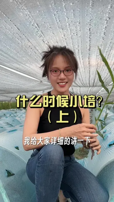 什么时候小培土？看这几个关键点&hellip;&hellip;#新农人计划2025 #乡村守护人 #来抖音学农技 #大姜种植
