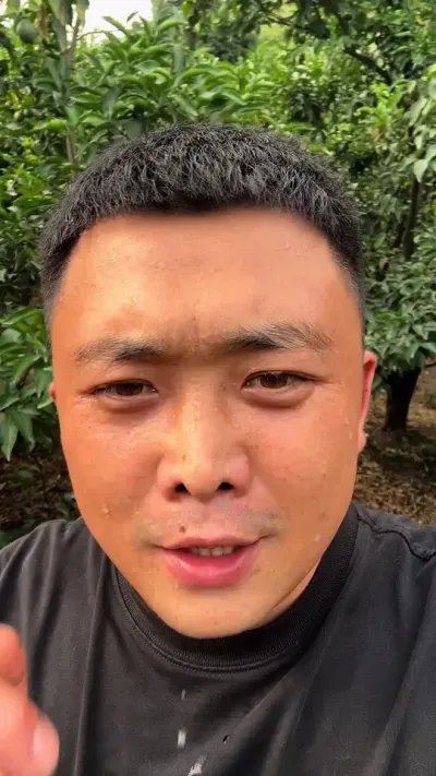 你是领高温还是领补贴#三农 #柑橘种植 #高温下的劳动者