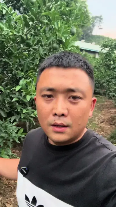 好烦 种个柑子好难#三农 #农业种植 #柑橘种植