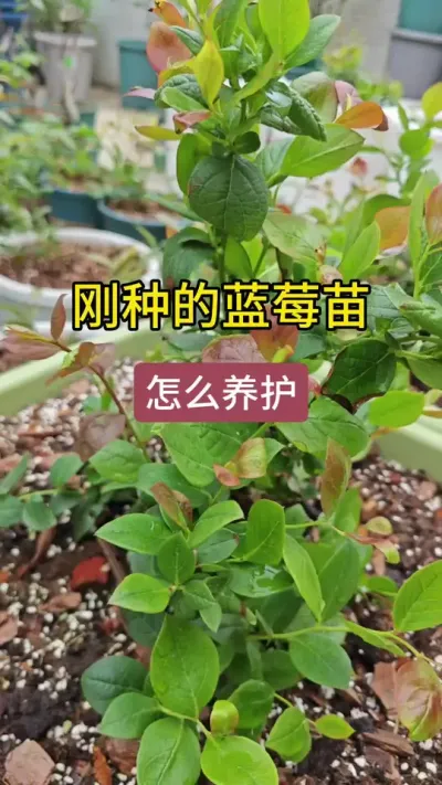 刚种下去的蓝莓怎么养护，刚种下的蓝莓什么时候剪枝#种蓝莓 #蓝莓种植 #蓝莓苗 #盆栽蓝莓 #蓝莓种植技术