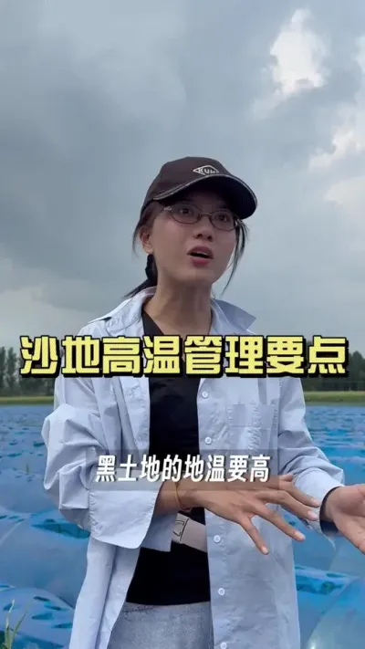 沙土地高温管理，一定要注意黄叶的问题！特别是近期高温，那已经黄叶了的怎么办呢？#新农人计划2025 #乡村守护人 #大姜种植 #来抖音学农技