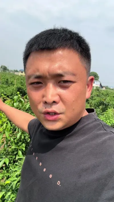 夏稍如何处理 大家说说看#三农 #农业种植 #柑橘种植