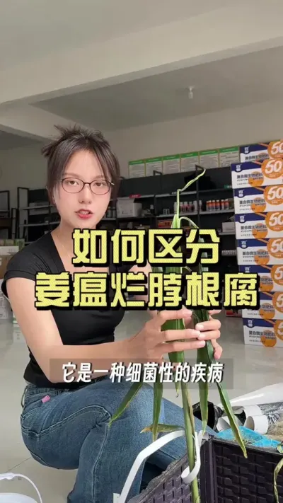 根腐病的预防，主要在于增加土壤有机质、改善土壤的透气性方面。药物预防也有很好的效果。烂脖子发生在每次生姜膨大吸收养分的时候，姜杆腐烂受损，直接影响养分运输。所以烂脖子病的发生，几乎是致命的，只要控制住