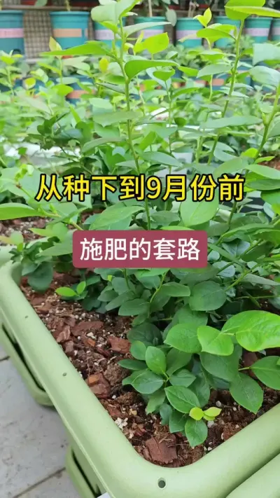种蓝莓怎么施肥呢，蓝莓的肥料使用方法，蓝莓的养护过程#种植小技巧 #蓝莓种植 #蓝莓苗 #种蓝莓 #盆栽蓝莓