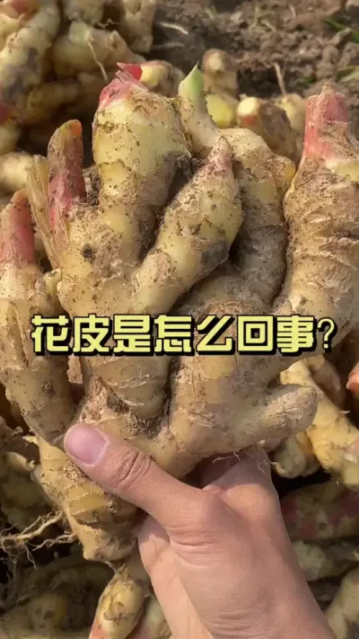 花皮很影响卖相，而且不容易被发现，所以我们需要从沟底肥开始就要选择安全性更高的底肥&hellip;&hellip;#新农人计划2026  #来抖音学农技 #乡村守护人 #大姜种植 #花皮