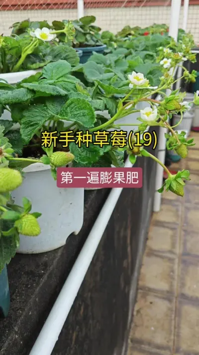 草莓苗盆栽#种草莓 草莓种植方法的全过程#草莓苗种苗 #草莓怎么种的 #盆栽草莓苗 #草莓种植管理技术和方法
