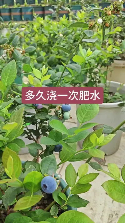 种蓝莓怎么施肥浇水，多久浇一次呢#蓝莓种植 #蓝莓苗 #盆栽蓝莓 #蓝莓施肥 #种植小技巧