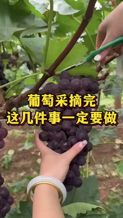 葡萄采摘完，这几件事一定要做#优质农产品 #农业种植 #三农