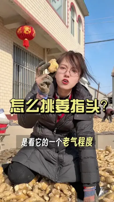 亩产两万的老姜湖，是这样挑姜指头的。#新农人计划2025 #大姜种植 #抖音助农扶农