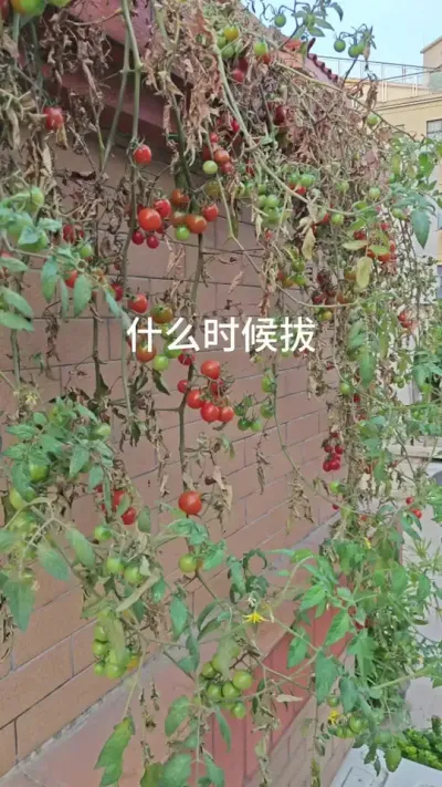 小番茄种植盆栽#小番茄种植 #盆栽小番茄 #好吃的小番茄品种推荐 #番茄种植 #楼顶菜园