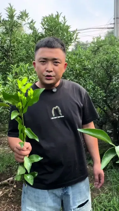 夏剪时间节点注意事项来了，自己收藏#三农 #三农种植 #柑橘种植 #果园管理