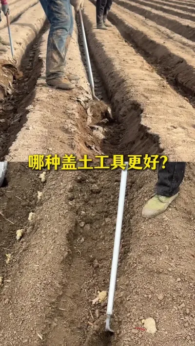 哪种盖土工具更好？#抖音助农扶农 #大姜种植 #乡村生活家 #新农人计划2025